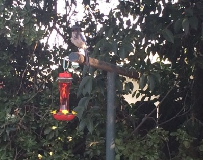 bird by feeder