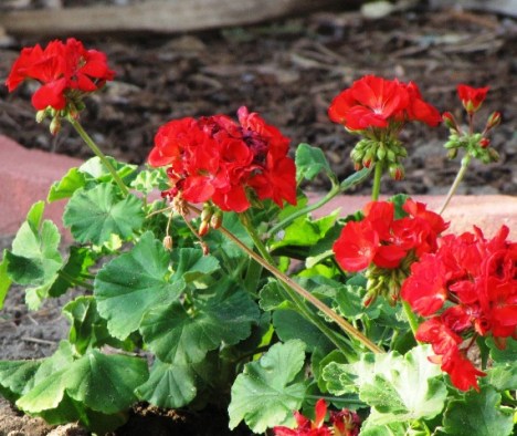red geraniums