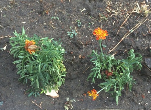 wilted marigolds