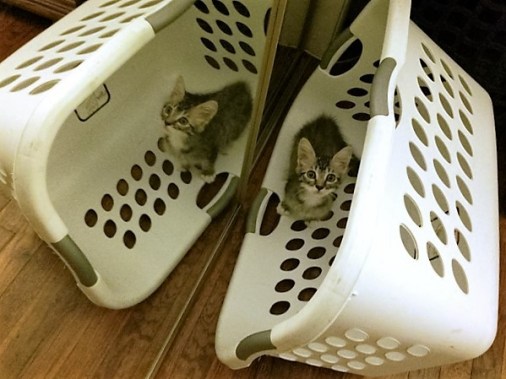 basket-laundry