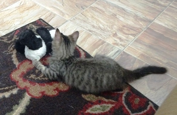 panda-in-living-room-2jpg