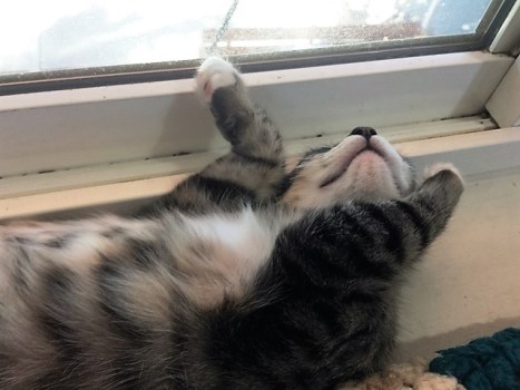 sleeping upside down.JPG