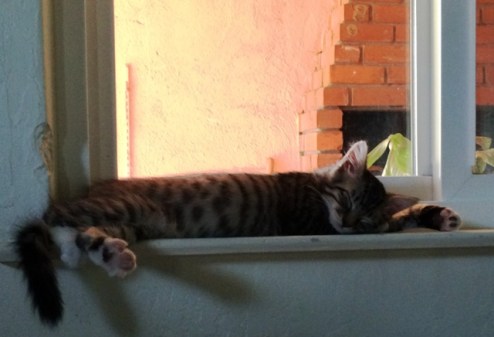 windowsill-nap