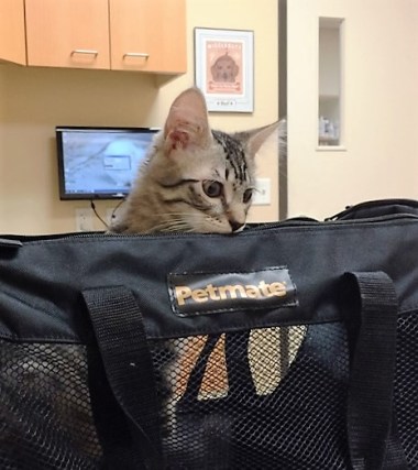 looking-out-of-carrier