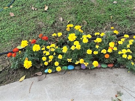 marigolds-good