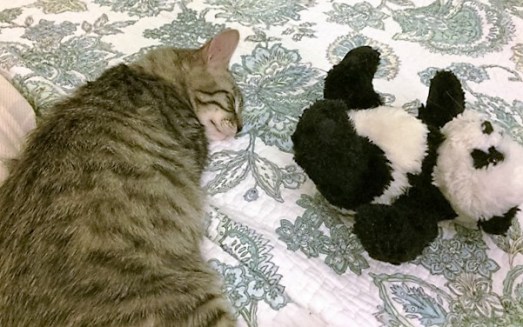 nap-with-panda