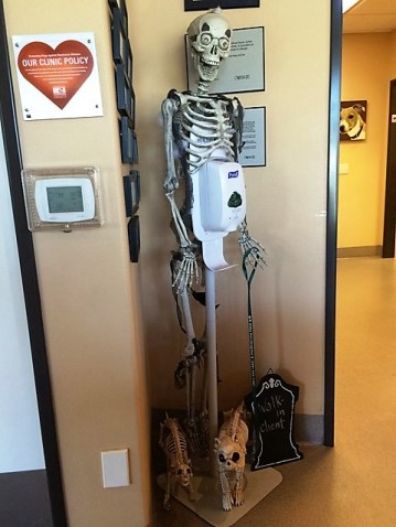 skeleton-at-vet