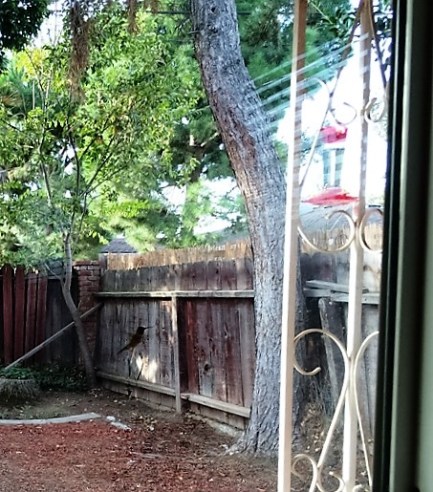 hummer-close-up-by-fence
