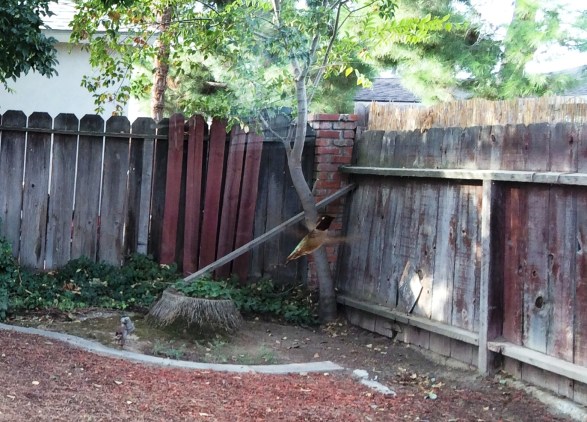 hummer-up-close-clear