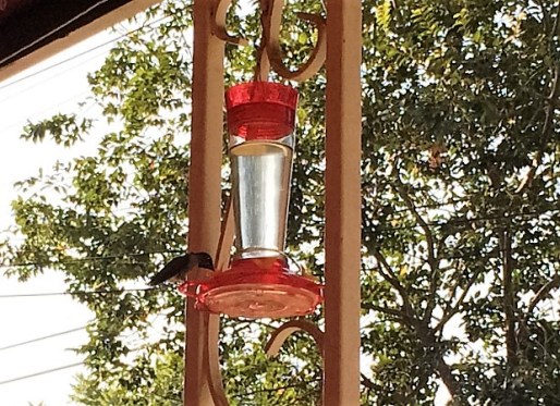 hummingbird-eating
