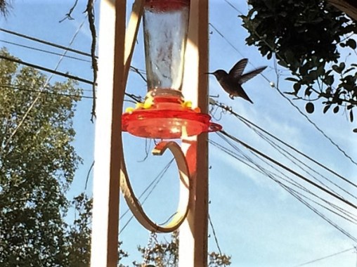 hummingbird-flying