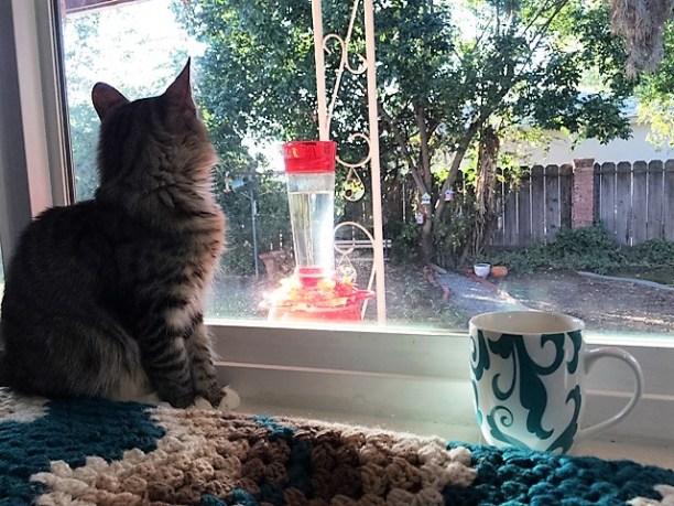 hummingbird-watching