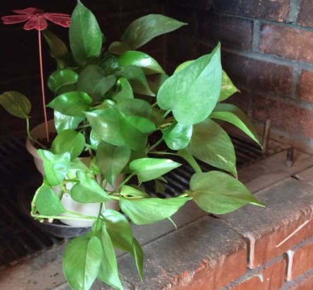 plant on fireplace.JPG