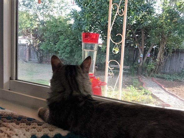 watching-hummingbird