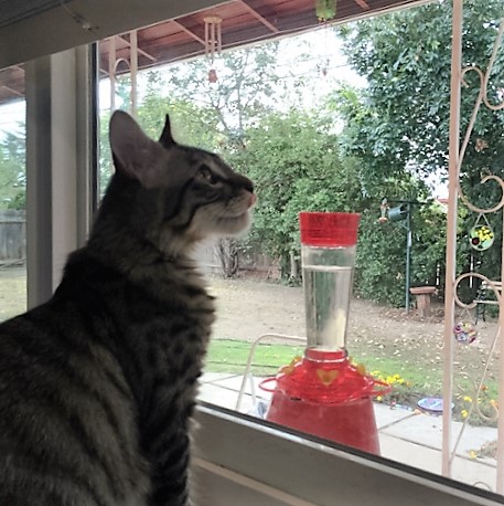 watching-hummingbirds