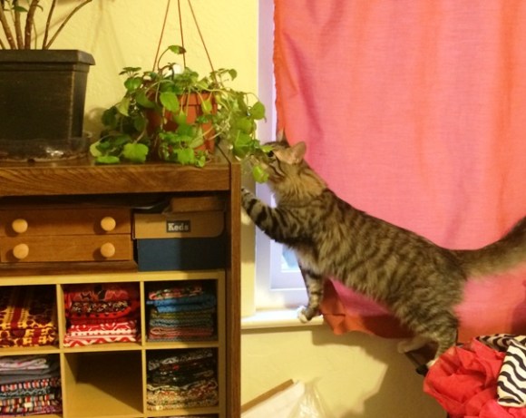 climbing-toward-plants