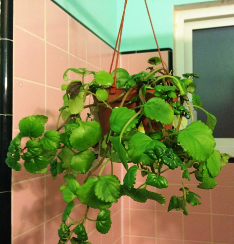 creeping-charlie-in-bathroom