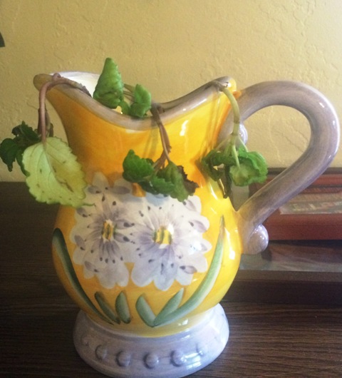 creeping-charlie-wilted