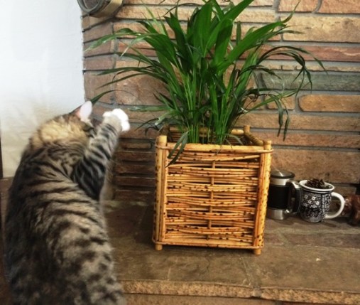 playing-with-plant