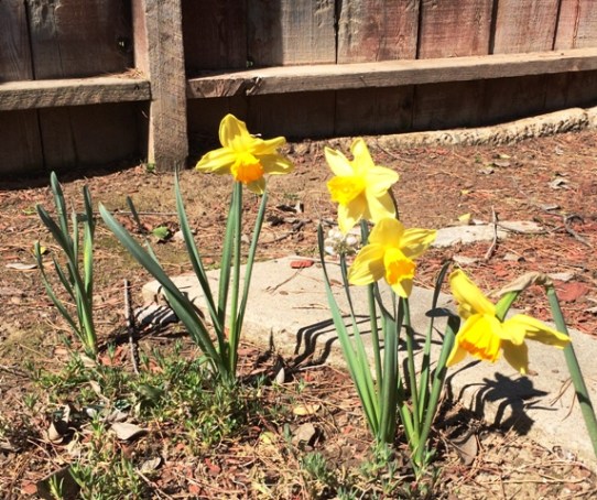 daffodils by tree