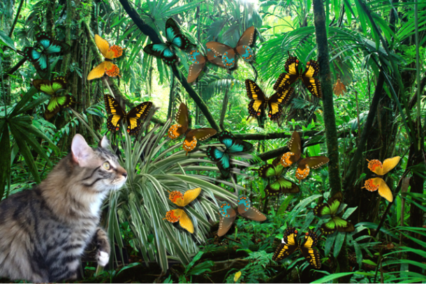 foster jungle with butterflies for blog