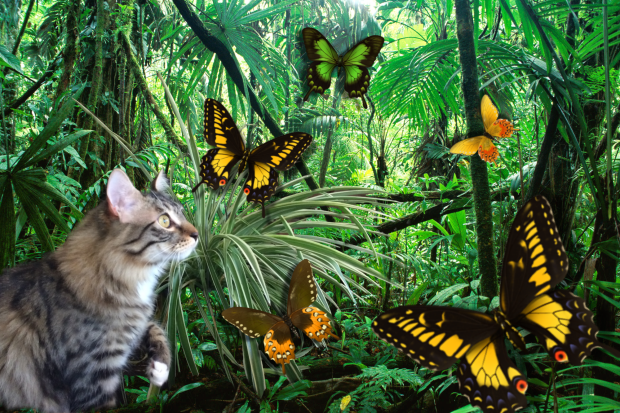 foster jungle with butterflies in