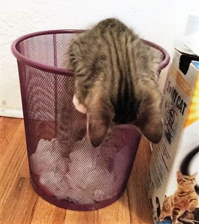 getting out of wastebasket