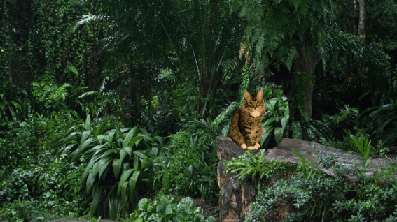 jungle no tiger foster small