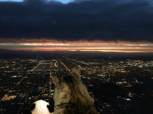 foster and panda looking