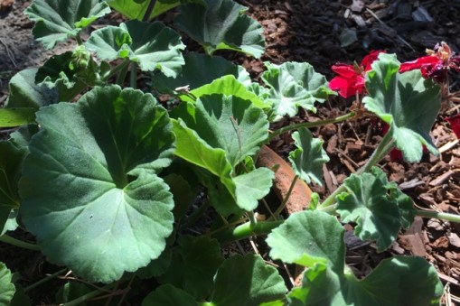 geranium leaves 2