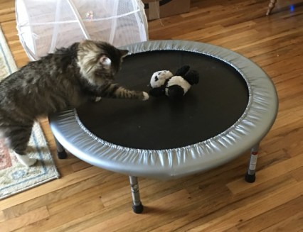 panda on trampoline 1