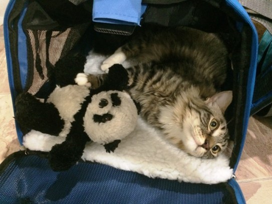 with panda in carrier