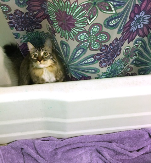 peeking out of tub 9 pm