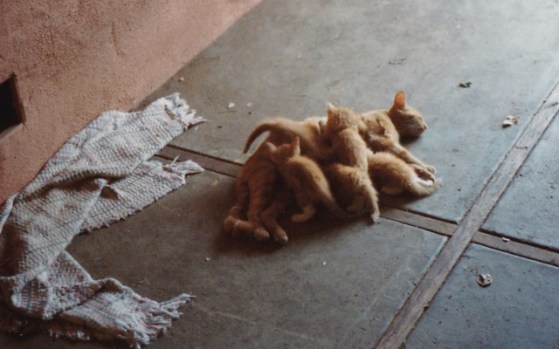 Precious and kittens