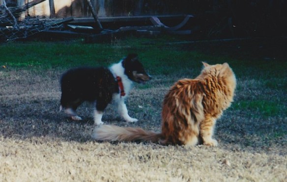 Skippy and Scamper meeting