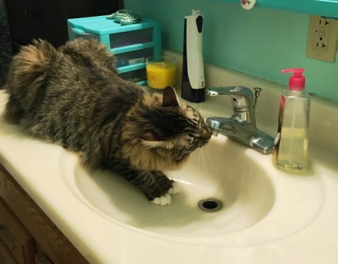 drinking from sink