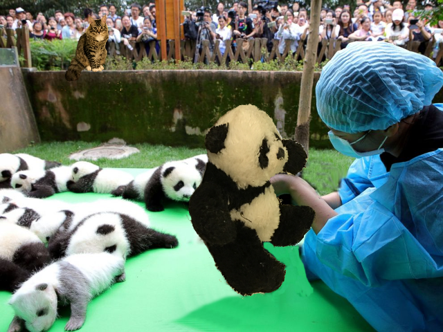 panda and person best