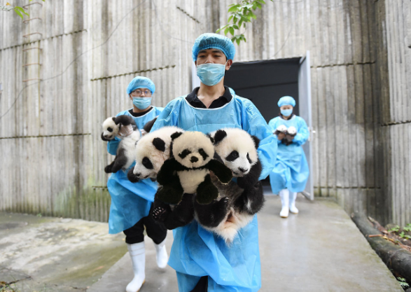 Panda in china with keepers