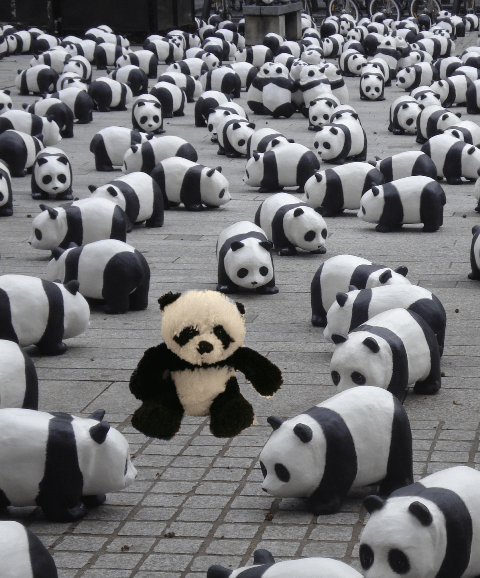 panda in display