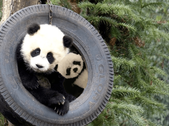 panda in tire4