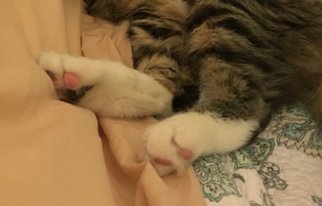 cat feet on pillow