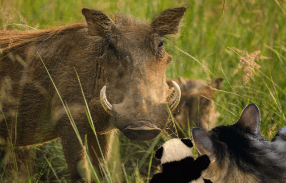 looking at wildebeest2