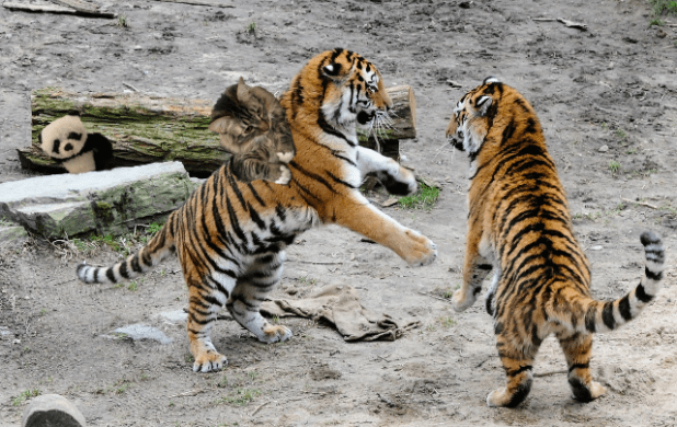 playing with tigers2