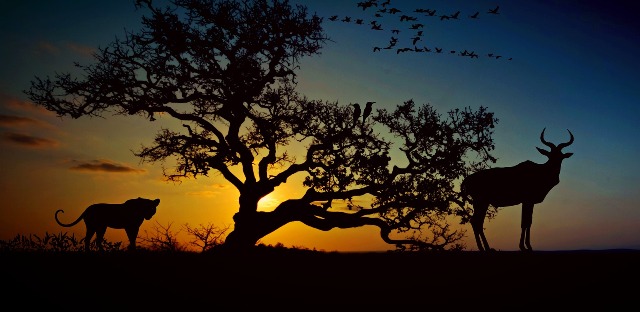 silhouette Africa