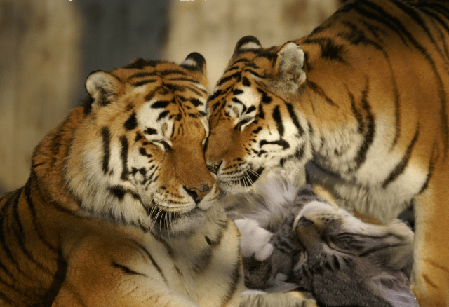 snuggling with tigers