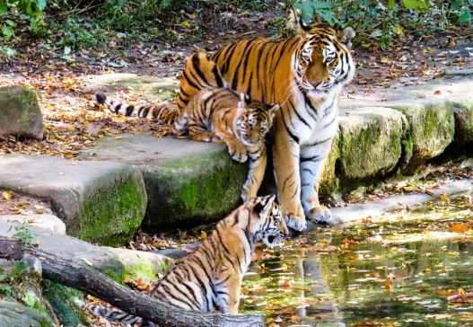 tiger family