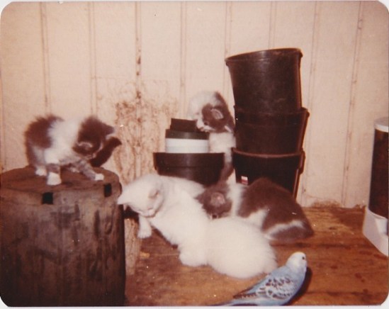 kittens with Fenwick