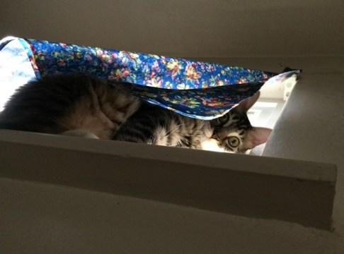 looking down from shelf