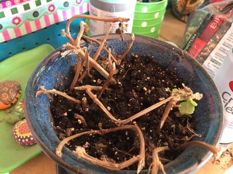 creeping charlie oustide