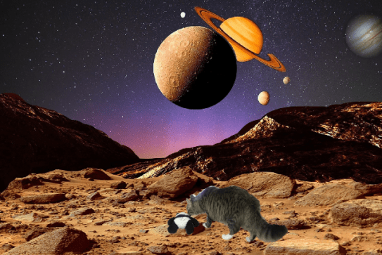 panda on brown rocks 2